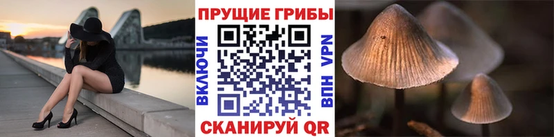 даркнет сайт  Сосновый Бор  MEGA вход  Галлюциногенные грибы Cubensis 