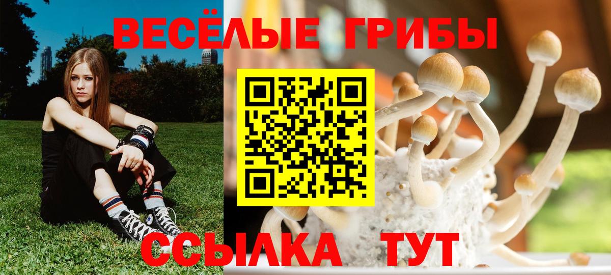 Псилоцибиновые грибы Psilocybine cubensis Сосновый Бор